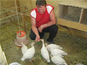 גידול וגידול תרנגולי הודו גדולים בבית