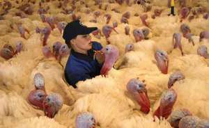 מה מייחד את גזע תרנגולי ההודו הגדולים?