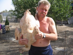 פגר BIG6 של הודו חוצה תרנגולי הודו צולבים הם ציפורים גדולות, בתמונה נמצא פגר.