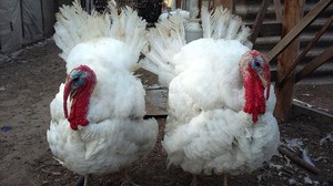 איך לטפל כראוי בתרנגולי הודו