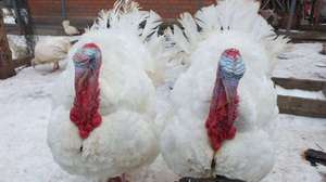 תרנגולי הודו ברוילר Big-6 - משקל פגר כמה משתלם לגדל תרנגולי הודו?