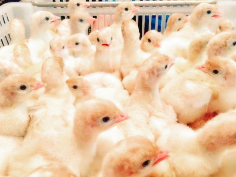 תרנגולי הודו בני יום BIG 6 עופות הודו ברוילר - התמונה מציגה גורים בני יום