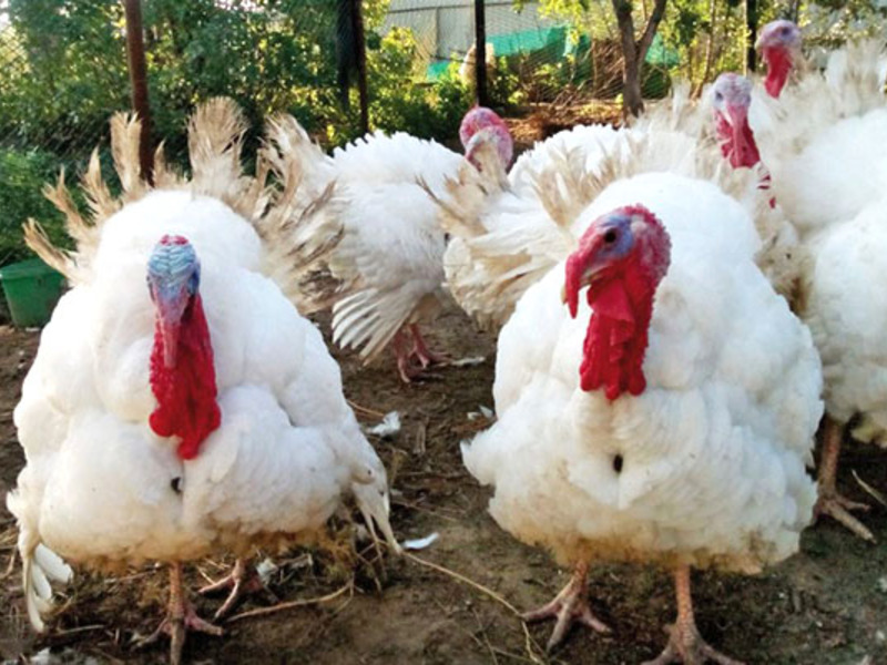 תרנגולי הודו גדולים שש בכלוב תרנגולי הודו מדגם ביג 6 מוחזקים בדרך כלל בכלובים.