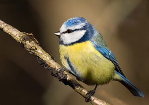 ירגזי כחול: מאפיינים עיקריים של המין