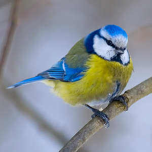רבייה של הירגזי הכחול