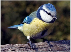 איך נראה ירגזי כחול?