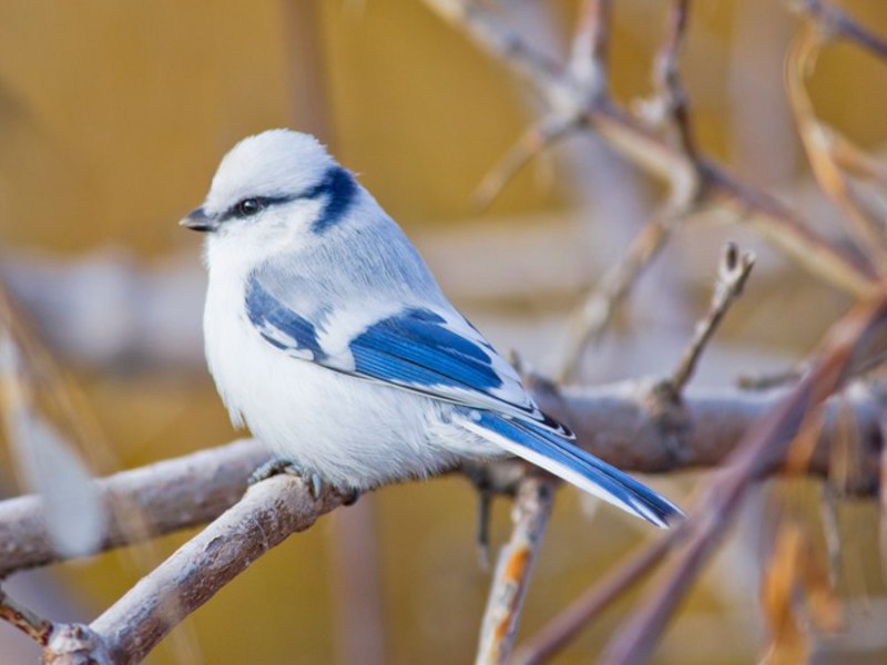 צביעת ציפור ירגזי כחול