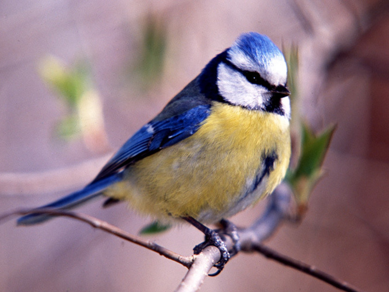 אורח החיים של הירגזי הכחול