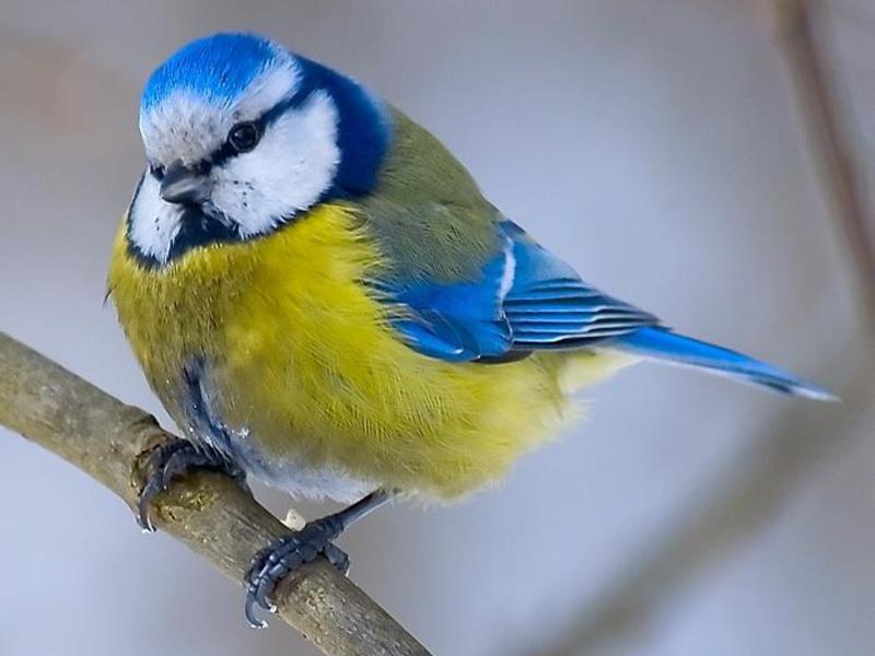 תזונת ירגזי כחול