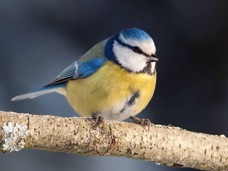 מראה הירגזי הכחול