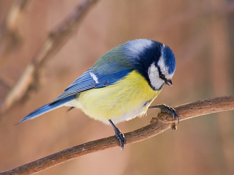 איך נראה ירגזי כחול?