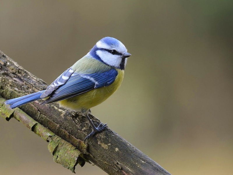 מזון לירגז כחול