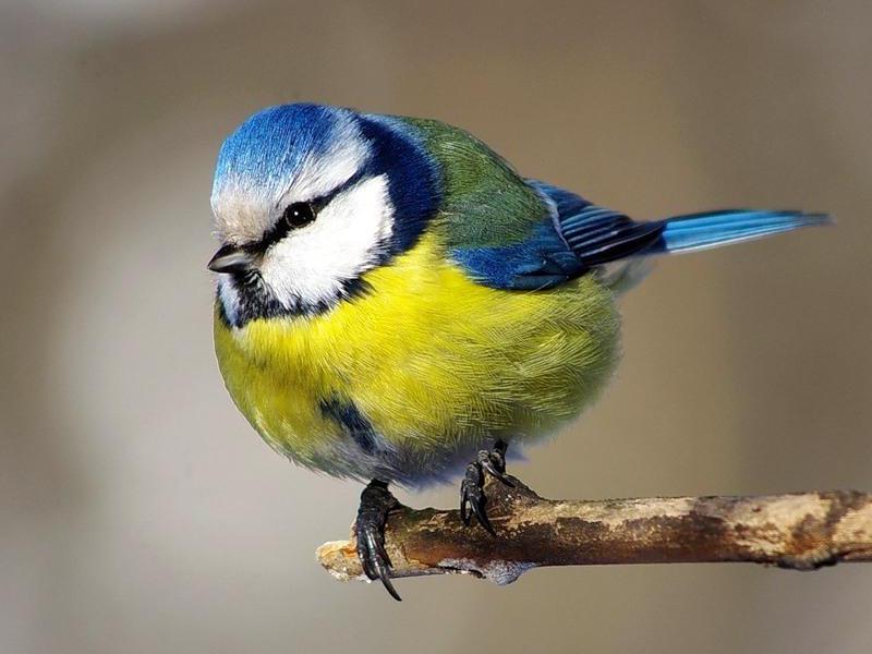 אורח חייו של הירגזי הכחול