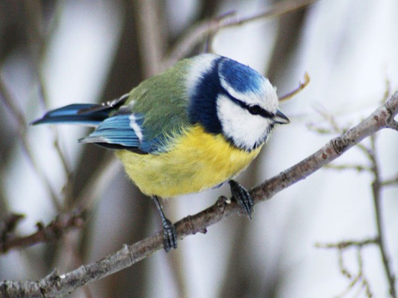 איך נראה ירגזי כחול?