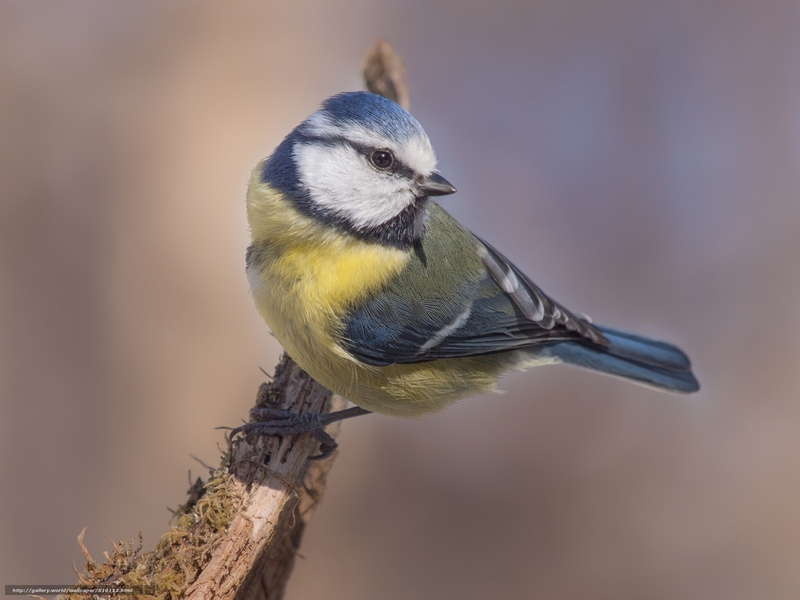 בית הגידול של הירגזי הכחול