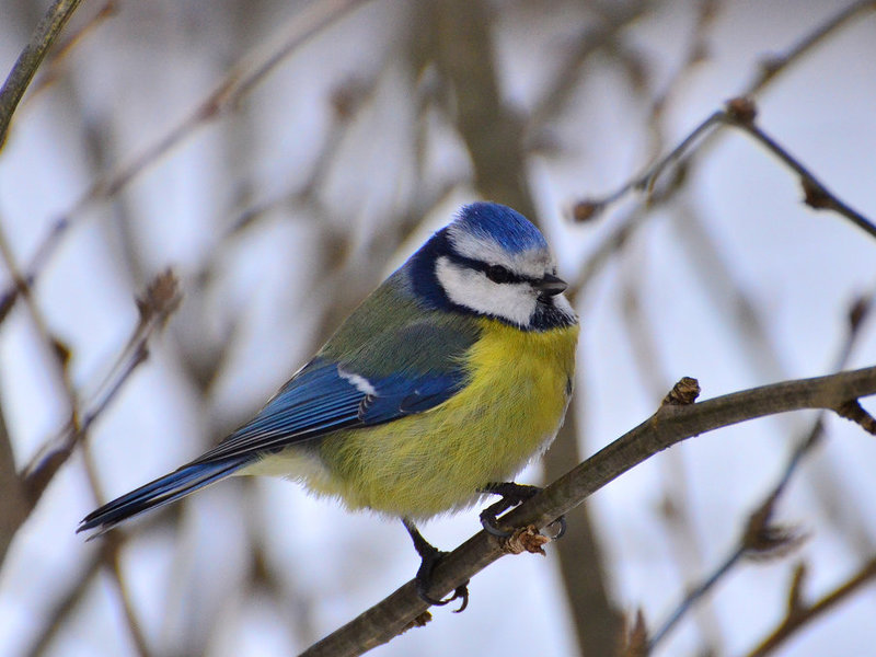 איך נראה ירגזי כחול?