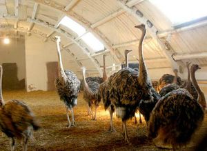 תמונה של חוות יענים חוות יענים יכולה להיות מאורגנת על ידי חקלאים ברוסיה.