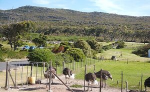 גידול יענים כעסק - מרעיון ועד יישום יענים מגודלים למטרות ביצים ובשר.