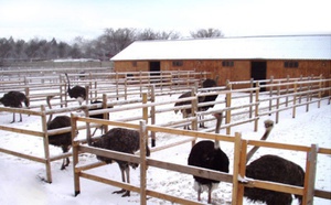 מתקני גידול יענים יענים אינם ציפורים גחמניות במיוחד.