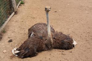 כיום, גידול יענים הוא פתרון רווחי מאוד.