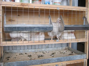 פטמים: גידול בבית, האכלת תרנגולות