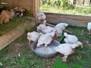 כיצד להזין כראוי דוודים