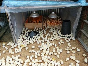 תמונות של אפרוחי Boilermaker - גורים בכלוב