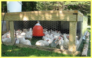 גדר לגידול פטם - סידור כיצד לסדר כראוי את מתחם הדוד