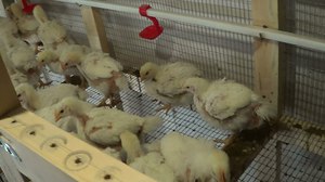 תרנגולות דוד גדלות היטב בחוות פרטיות.