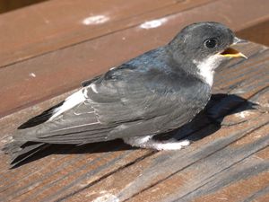 כאשר מגיעים הזחלים כאשר מגיעים הזחלים