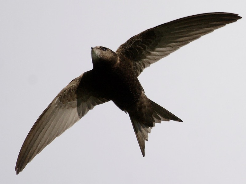 ציפור מהירה הציפור המהירה ורבייתה