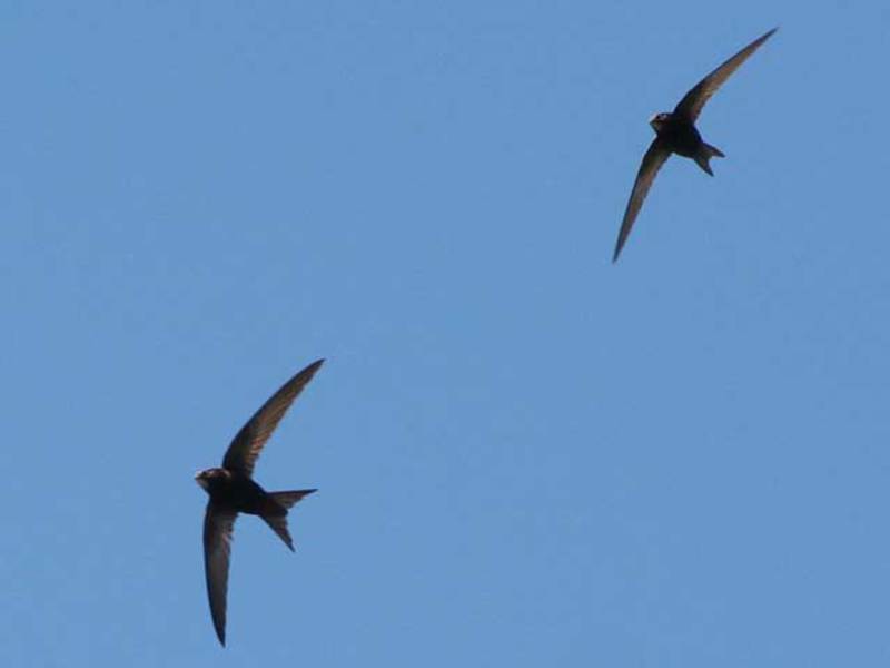 להקה של סיצים מהיר בטיסה