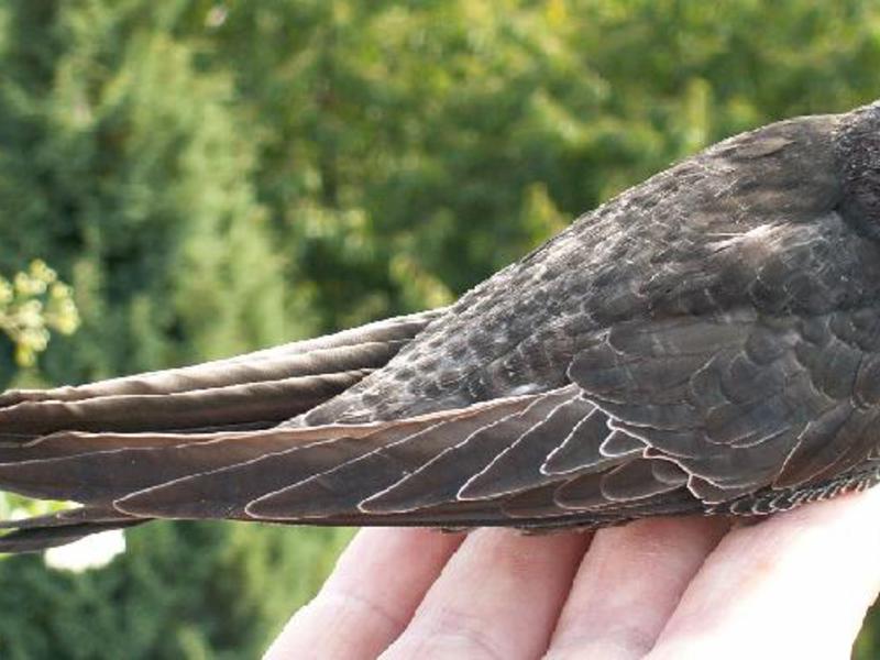 ציפור מהירה איך נראית ציפור מהירה?