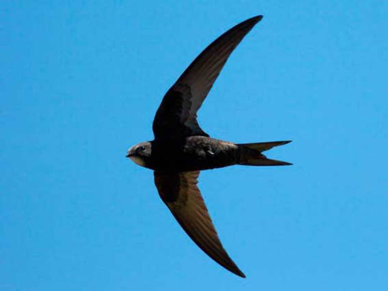 מהיר בטיסה איך נראית ציפור מהירה?