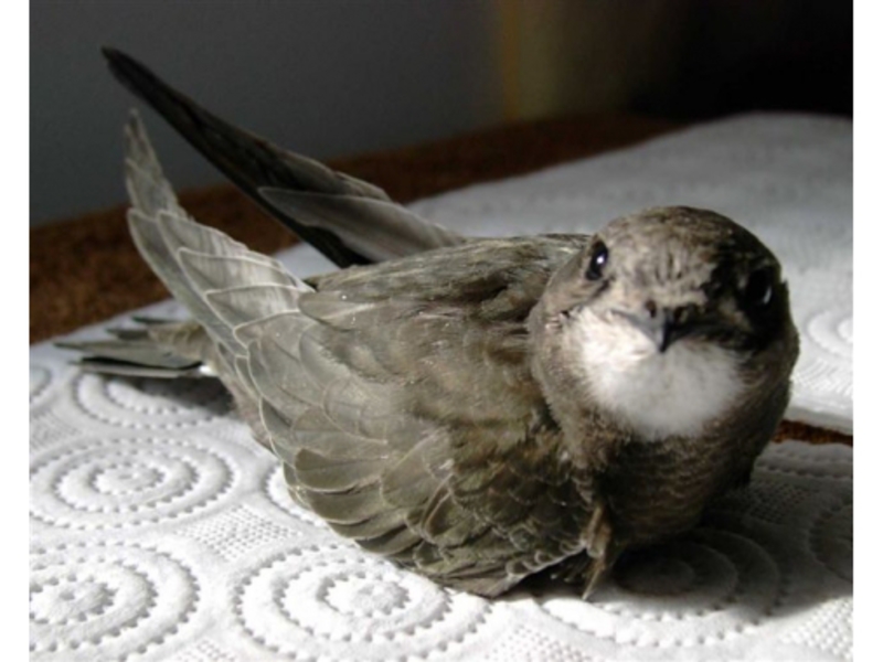 ציפור מהירה שחור סוויפט