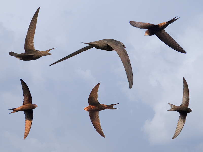 כיצד הסיל מתרבה? מזון לזיפי ים