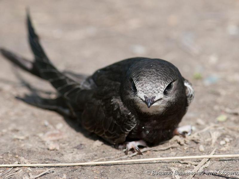 מראה של מהיר מה אוכל זחל?