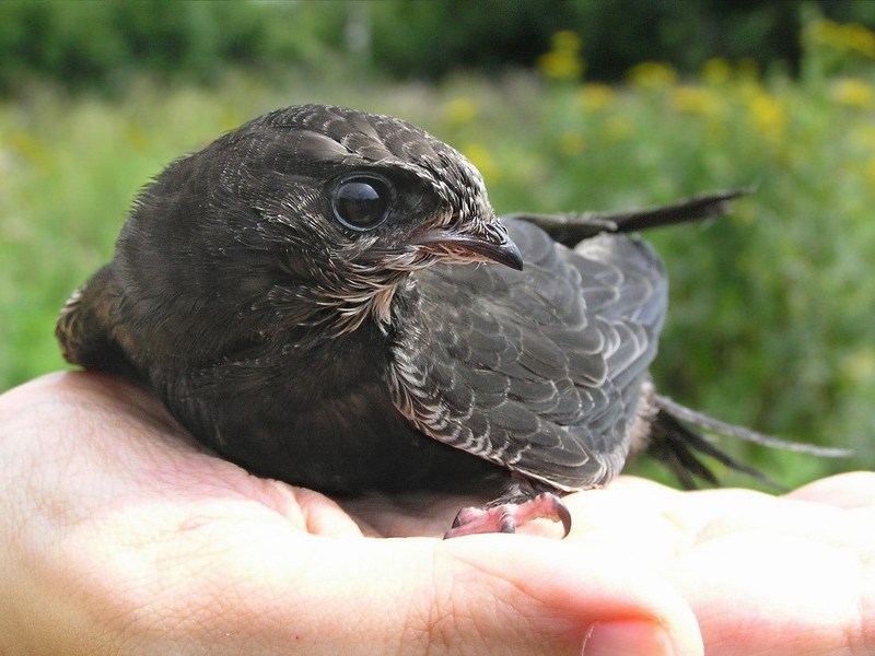 איך נראית ציפור מהירה? מרטל