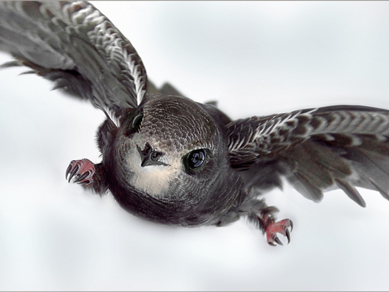 סיבים בתעופה שחור סוויפט