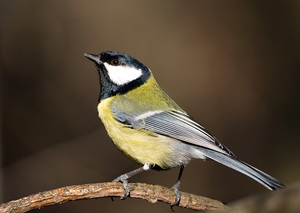 ירגזי גדול וקרוביו, תמונות של ירגזי