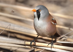 ירגזי בחורף