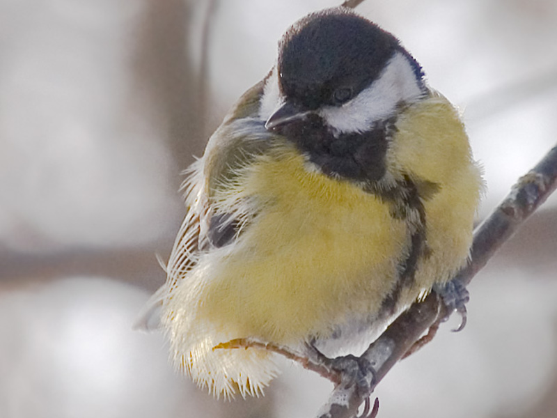תזונה של ירכיים בחורף