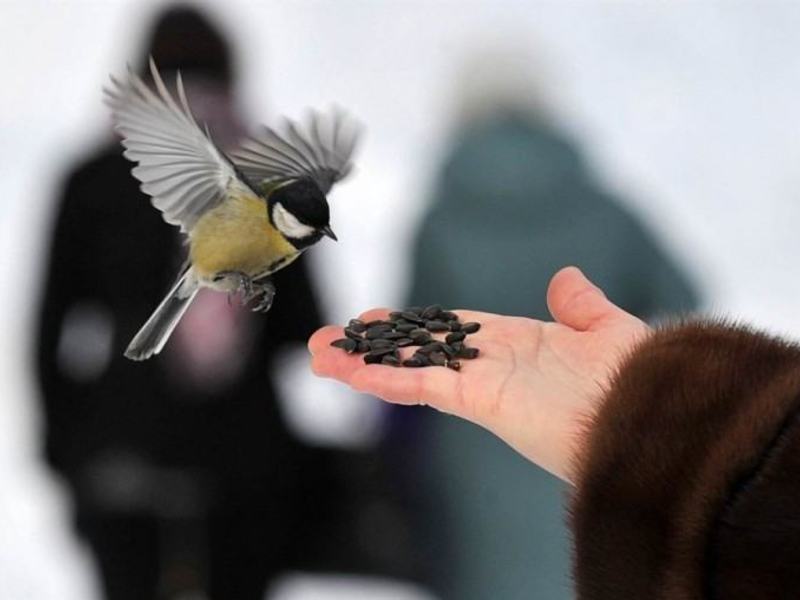 מה להאכיל את הציצים