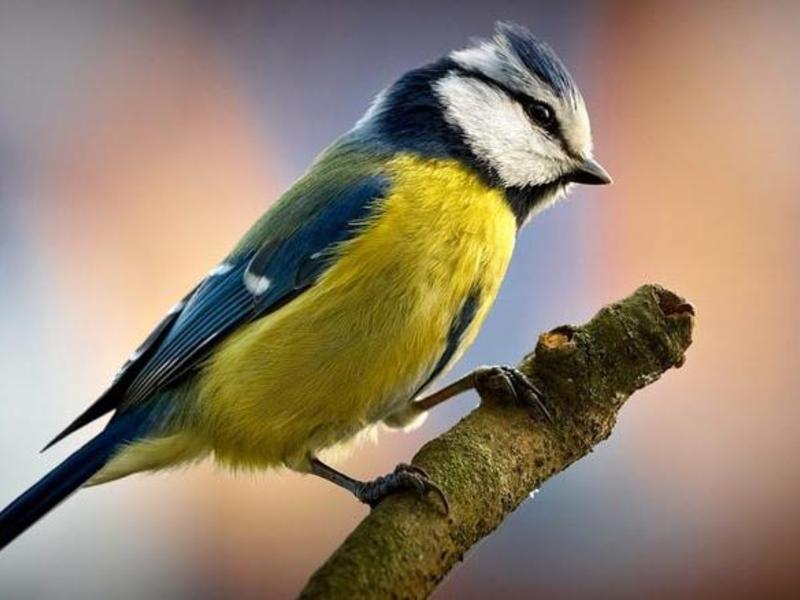 ציפור יפהפייה ירגזי