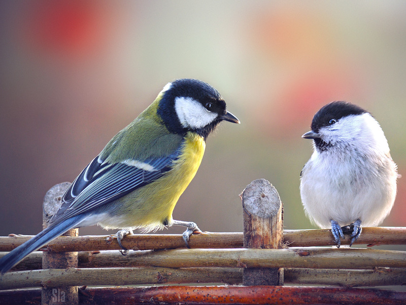 איפה גר הירגזי?