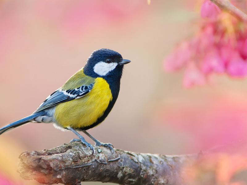 צביעה של טיטמיס