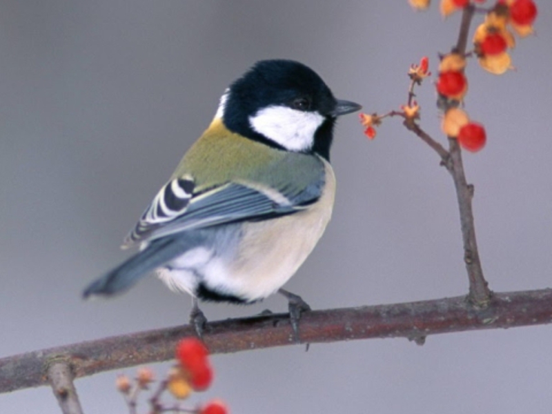 תיאור של הירגזי