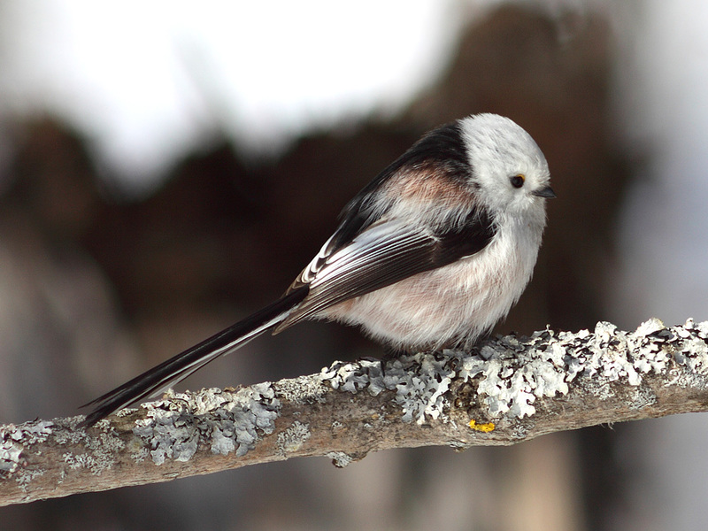 זנים של ציצים