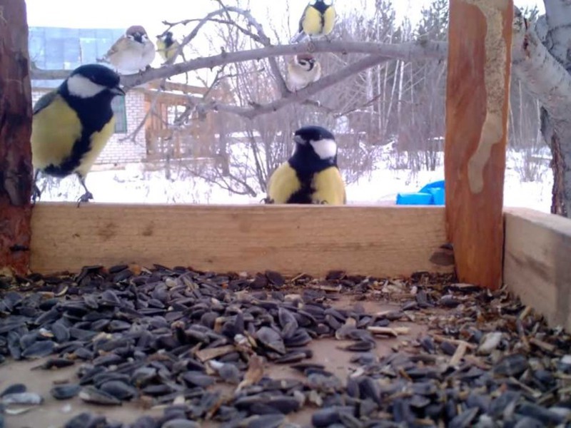 איך ירגזי ניזון?