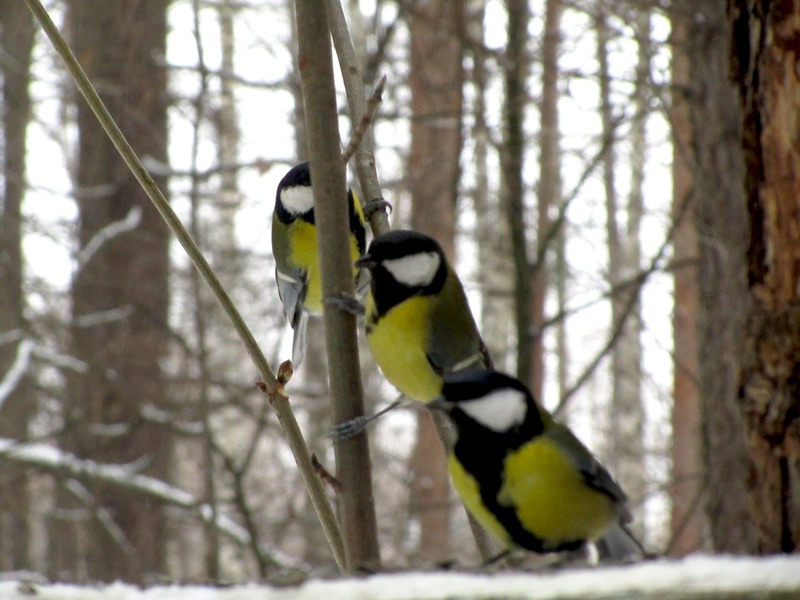 ציפורי טיטמיס